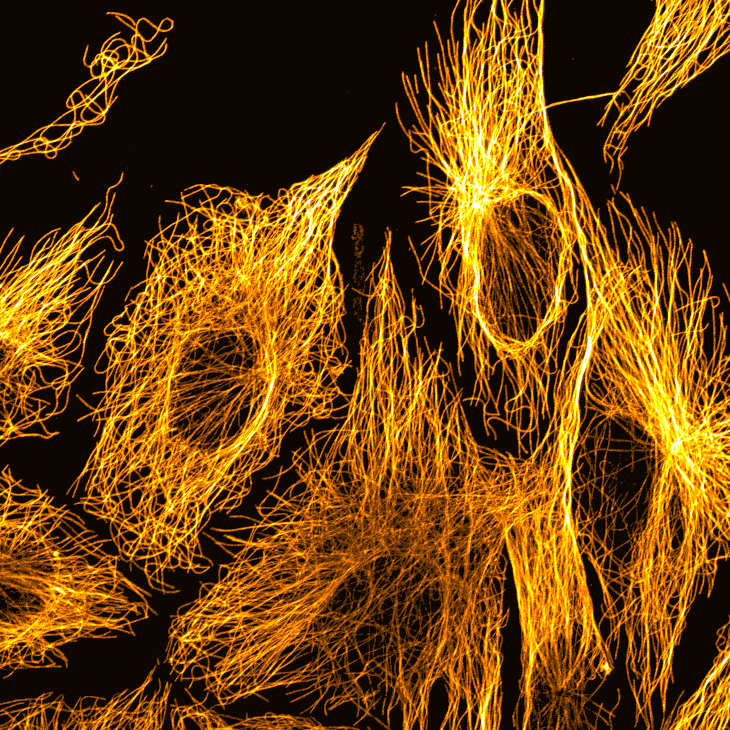 petri dish